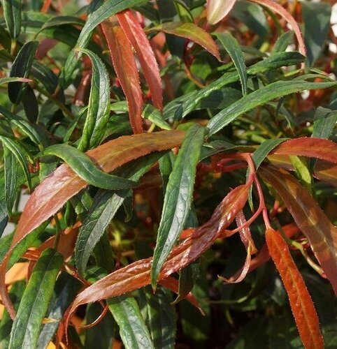 Leucothoe Halloween 2.3 Litre