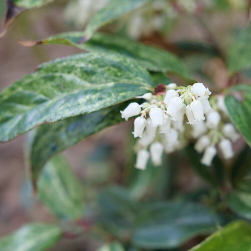 Leucothoe Makijaz 3 Litre