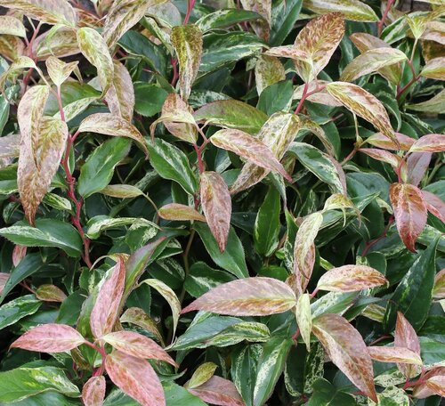 Leucothoe Rainbow  2.3 Litre - image 1