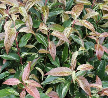 Leucothoe Rainbow  2.3 Litre - image 1