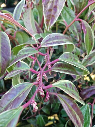 Leucothoe Whitewater 2.3 Litre