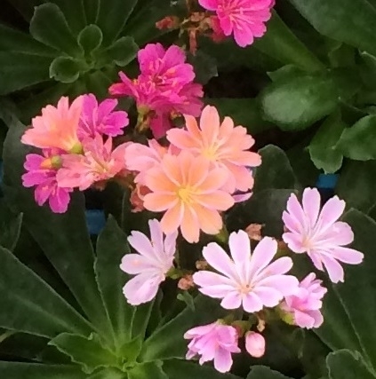 Lewisia Elise Jumbo Six Pack - Stewarts Garden Centre