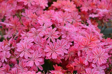 Lewisia Safira Sensation 2 Litre