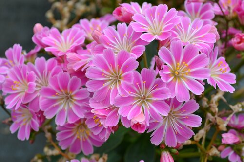 Lewisia Safira Tropic Pink 2 Litre