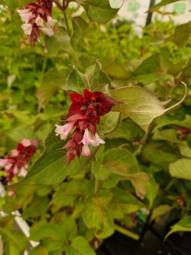 Leycesteria Formosa 3 Litre