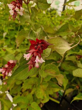Leycesteria Formosa 3 Litre