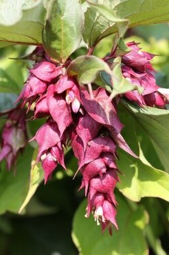 Leycesteria formosa 'Purple Rain' 3 Litre - image 2