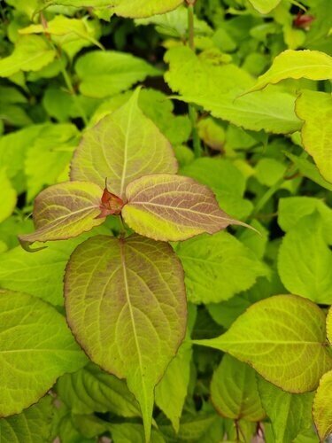 Leycesteria Golden Lanterns 3 Litre - image 1