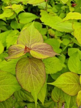 Leycesteria Little Lanterns 3 Litre - image 3