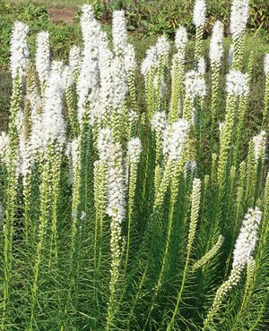 Liatris Floristan White 3 Litre