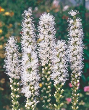 Liatris Floristan White 3 Litre