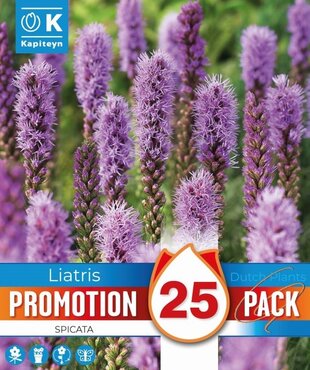 Liatris Promo Pack