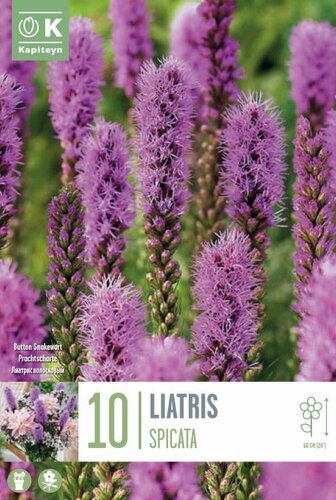 Liatris Spicata