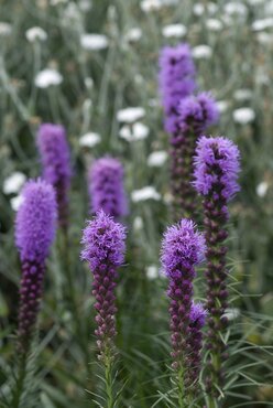 Liatris Spicata Kobold 2 Litre