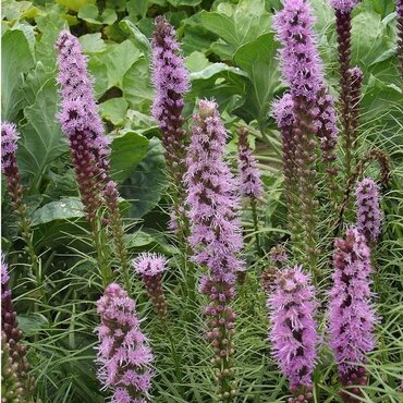 Liatris Spicata (purple) 3 Litre
