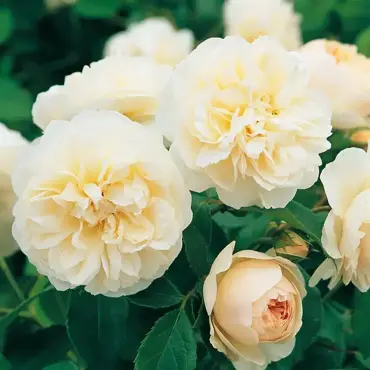 Lichfield Angel Shrub Rose 6 Litre - image 1