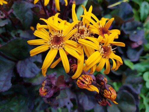 Ligularia Pandora 3 Litre