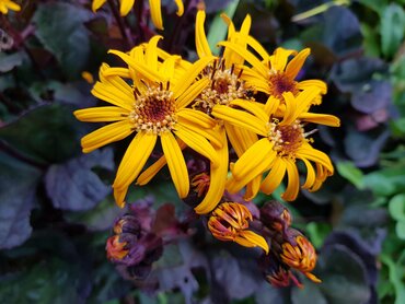 Ligularia Pandora 3 Litre