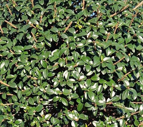 Ligustrum Jonandrum 1/2 Standard 18 Litre - image 1