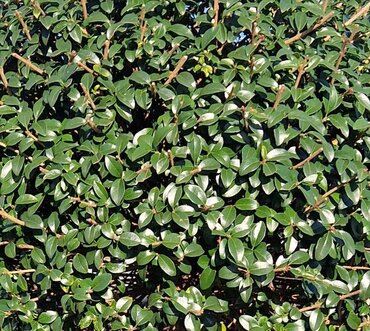 Ligustrum Jonandrum 1/2 Standard 18 Litre - image 1