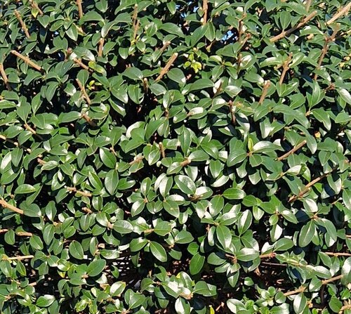 Ligustrum Jonandrum Mini Standard 9 Litre - image 1
