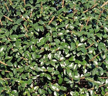 Ligustrum Jonandrum Mini Standard 9 Litre - image 1