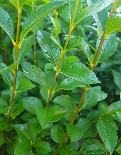 Ligustrum ovalifolium 3 litre