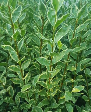 Ligustrum Ovalifolium Argenteum 2 litre