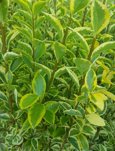 Ligustrum Ovalifolium Aureum 2 litre