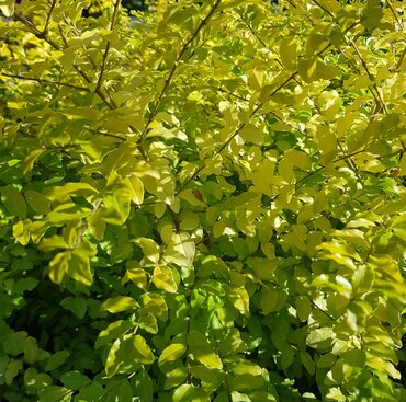 Ligustrum Sunshine 3 Litre