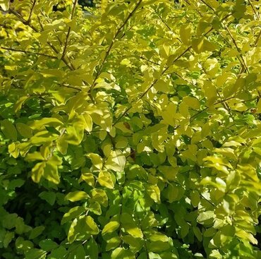 Ligustrum Sunshine 7.5 Litre - image 1