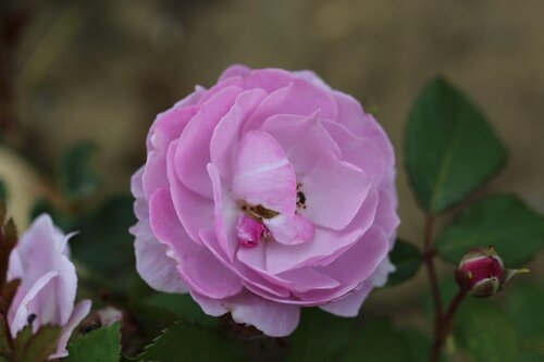 Lilac Bouquet Climbing Rose 4 Litre