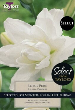 Lilium Lotus Pure