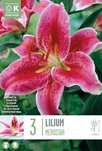 Lilium Merostar