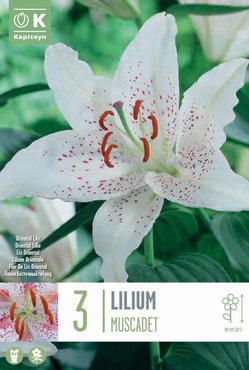 Lilium Muscadet