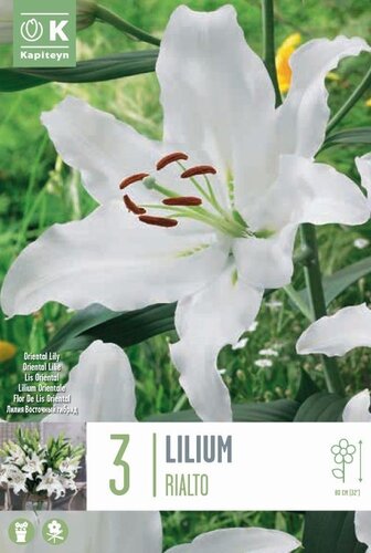 Lilium Rialto