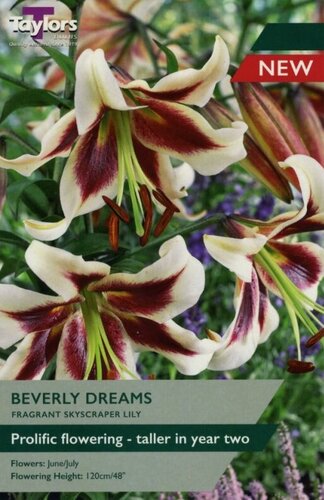 Lily Beverly Dreams
