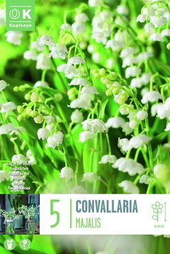 Lily of the Valley (Convallaria Majalis)