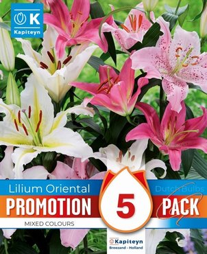 Lily Oriental Mix Promo Pack