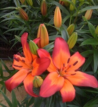 Lily Patio Planter 5 Litre - image 3