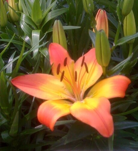 Lily Patio Planter 5 Litre - image 2