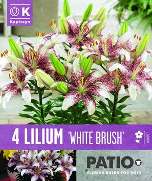 Lily Bicolor White Brush