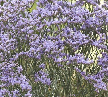 Limonium Dazzle Rocks 2 Litre