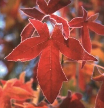 Liquidambar Palo Alto 12 Litre
