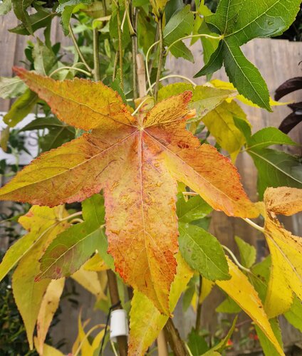 Liquidambar Slender Silhouette 12 Litre