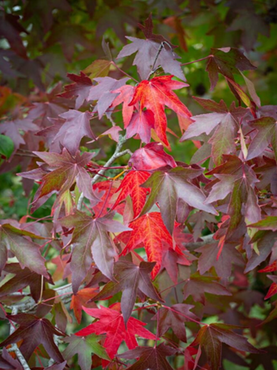 Liquidambar Slender Silhouette 12 Litre - image 1