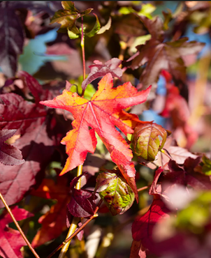 Liquidambar Styraciflua Gum Ball Half Standard 18 Litre