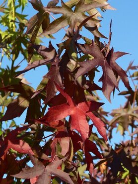 Liquidambar Styraciflua Worplesdon 3 Litre