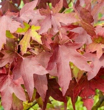 Liquidambar Worplesdon 12 litre - image 1