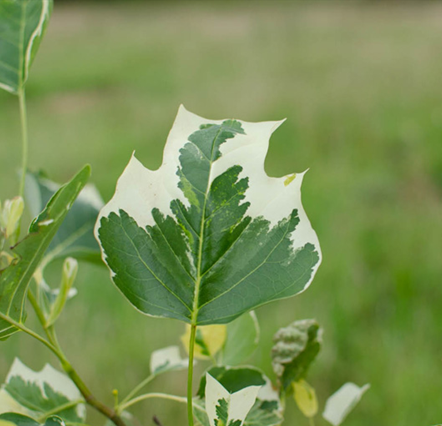 Liriodendron Snow Bird 16.5 Litre - image 1